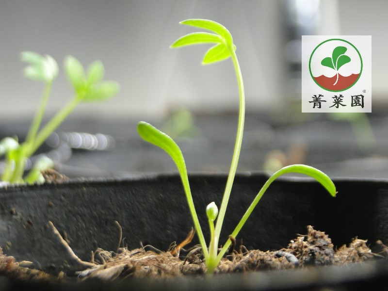 Qing Garden planted the SEA FENNEL