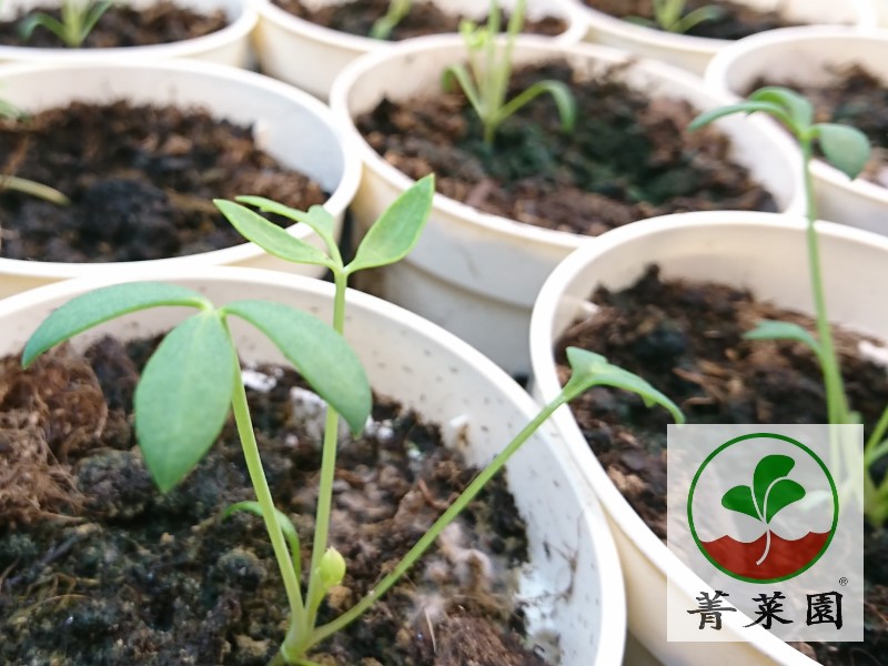 Qing Garden planted the SEA FENNEL